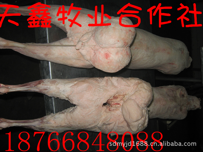 屠宰肉羊长毛山羊短毛山羊供应肉羊胴体
