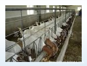 供品种肉羊、出肉率高、长势快、繁殖率高