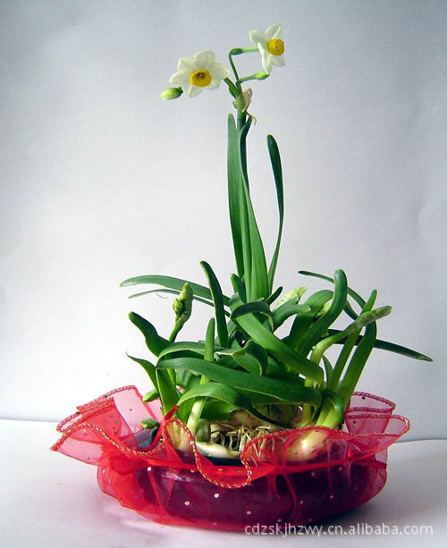 批发供应水仙花种球