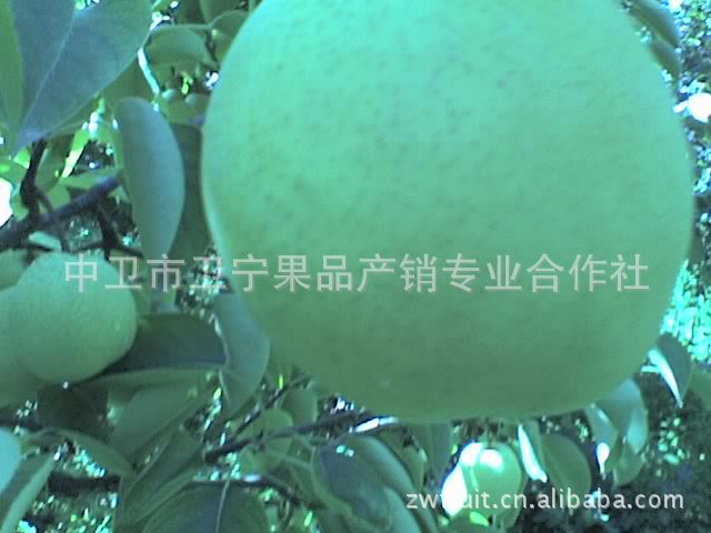 梨 鸭梨 水分大 汁多脆嫩