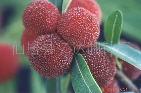 供应正宗仙居杨梅一级保鲜包装无公害绿色果品