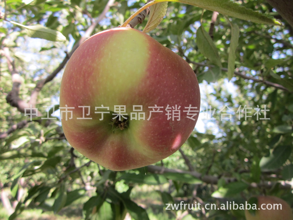 红将军 红元帅 红星 宁夏中卫果品基地 果品专业合作社 水果批发