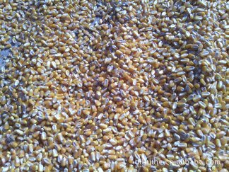 供应 优质 东北 玉米