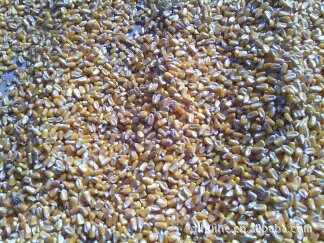 供应优质吉林玉米