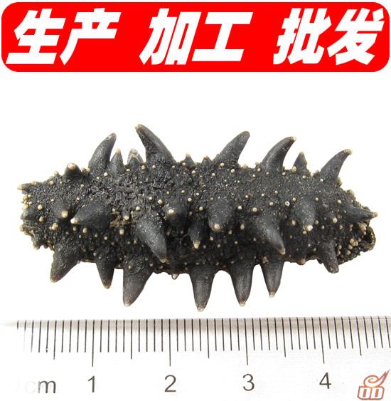 【e品海珍】纯干海参超值优惠火爆零售中干海参干制水产品