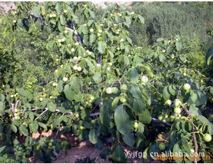 供应大量高品质的核桃种