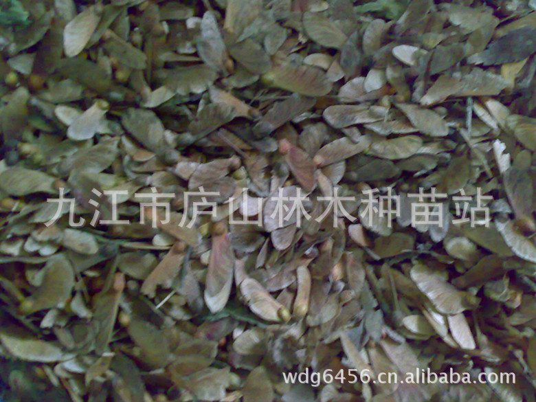 供应小粒鸡爪槭种子 批发园林绿化种子 珍稀植物种子