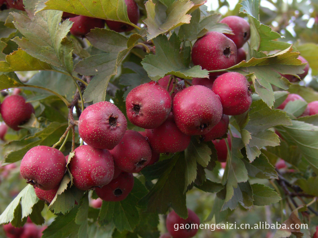 提供红果之乡兴隆产铁山揸，果品优良，价格绝对优惠，欢迎垂询