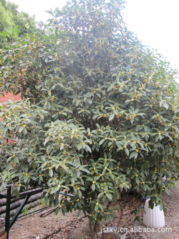 供应保湿快递200天开花日香桂桂花盆景花卉苗木