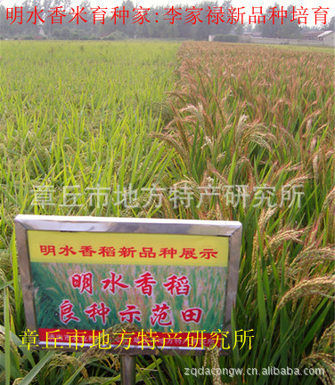 明水香米 章丘特产 章丘香米 香米批发 真正的纯正香米