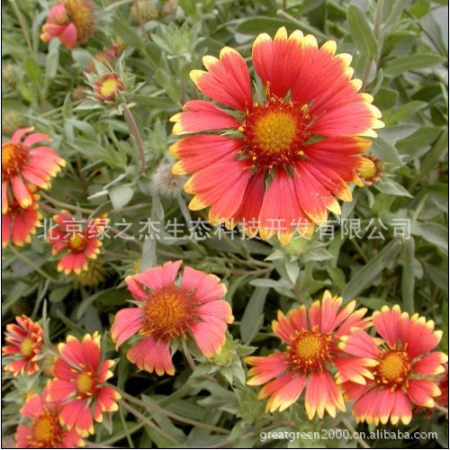 天人菊 草花种子