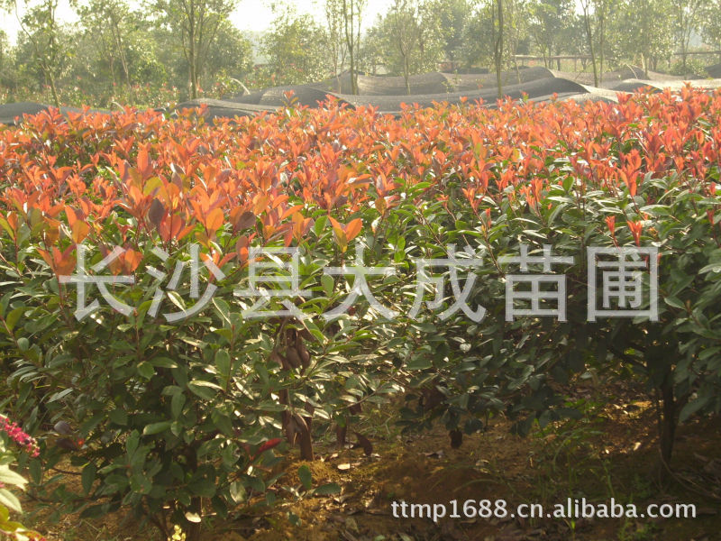 大量供应各种规格红叶石楠，及工程优质大小苗价格优惠