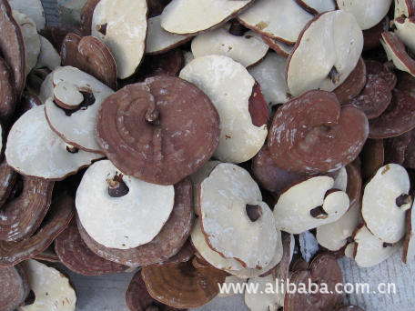 灵芝 中华灵芝第一乡 龙泉 段木灵芝