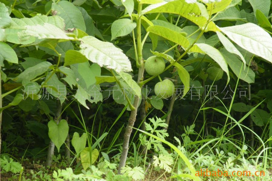 供应新品种核桃种子