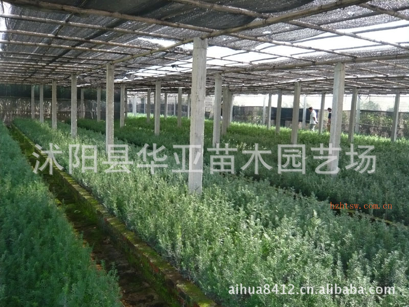 供应出口景观花卉苗木，红豆杉苗，东北红豆杉，南方红豆杉