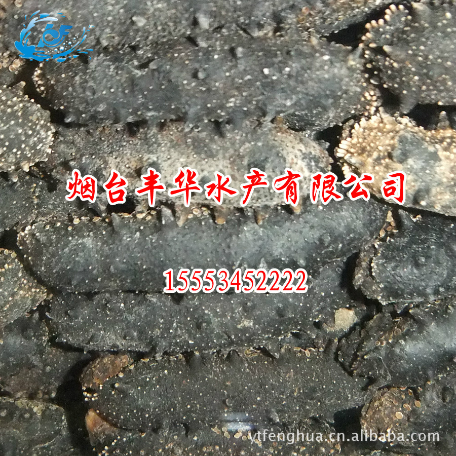 供应长岛海参 烟台丰华水产有限公司专业批发海参