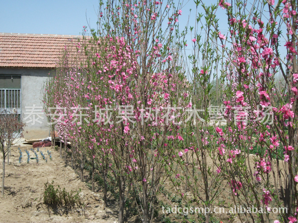 供应龙柱碧桃、绿叶碧桃、白雪、簪粉、等花卉苗木