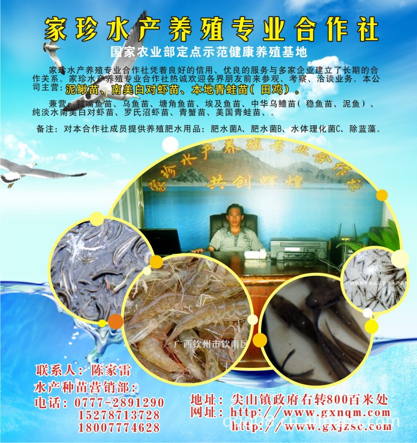 2012泥鳅苗、广西家珍水产供应泥鳅苗、泥鳅养殖、泥鳅收购