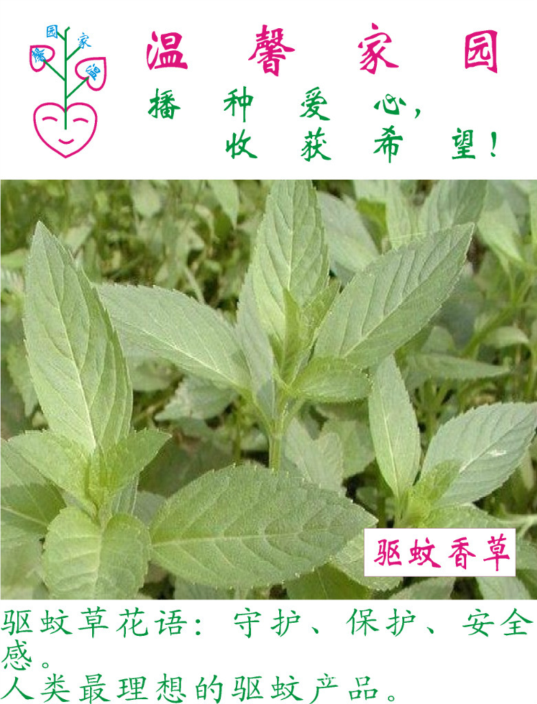 驱蚊香草 爱心花卉花种子 香草植物系列