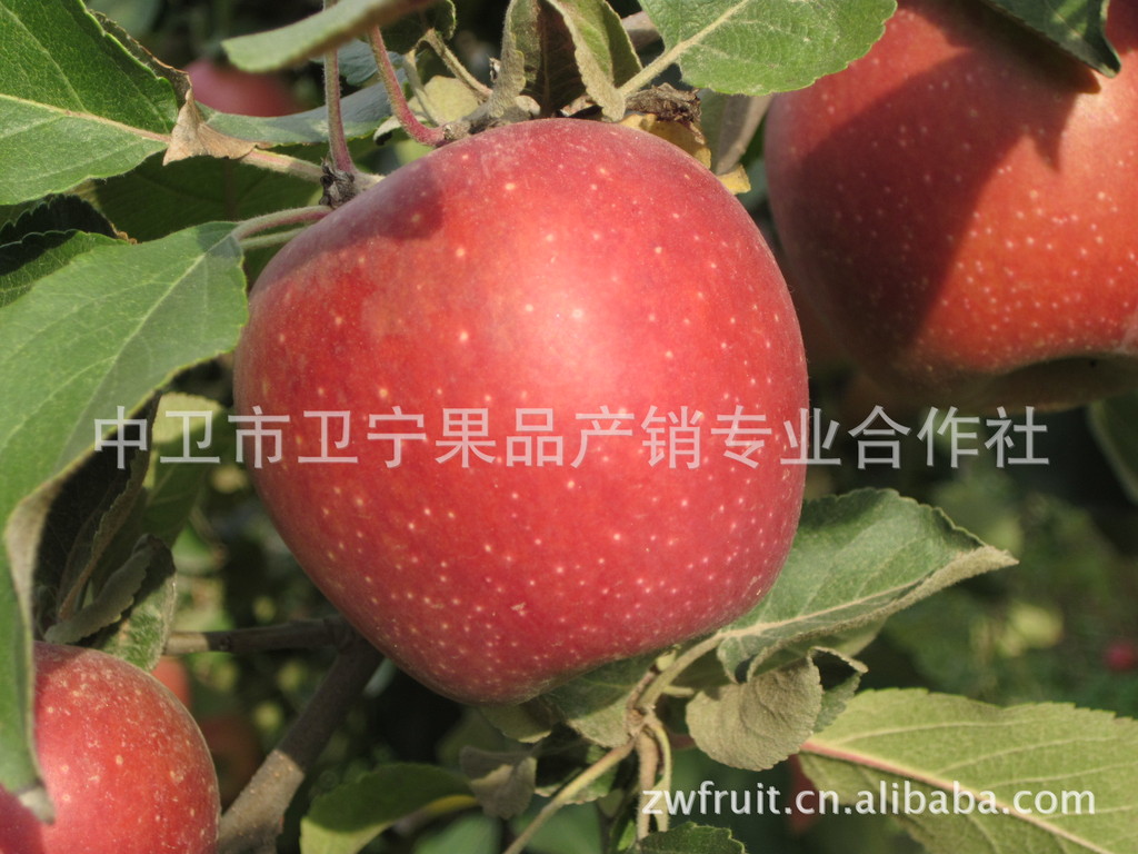 水果 秦观 优质果品6.8万亩 宁夏中卫果品 果品合作社 果品批发