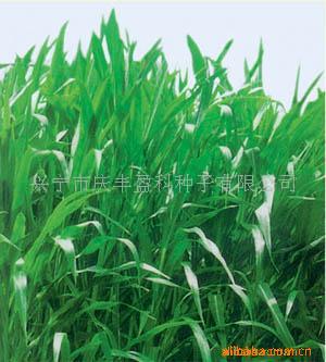 供墨西哥玉米草种子-优12(牧草种子)