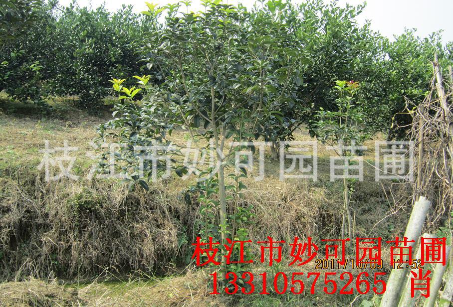 供应精品八月桂桂花苗 独干米径4公分桂花树