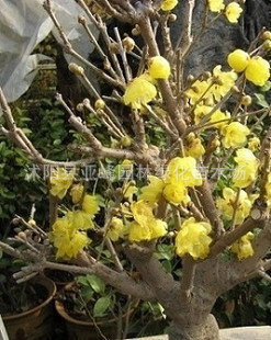 出售花卉苗木 冬天梅花开 腊梅盆景
