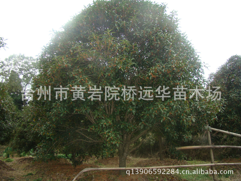 【低价供应】台州 桂花树苗 红花丹桂 【8-10公分上】桂花树