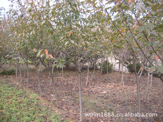 批发优质日本樱花树苗 绿化苗木 花卉种苗 樱花苗木 樱花苗