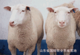 肉羊养殖场,专业养殖肉羊,优质肉羊供应基地