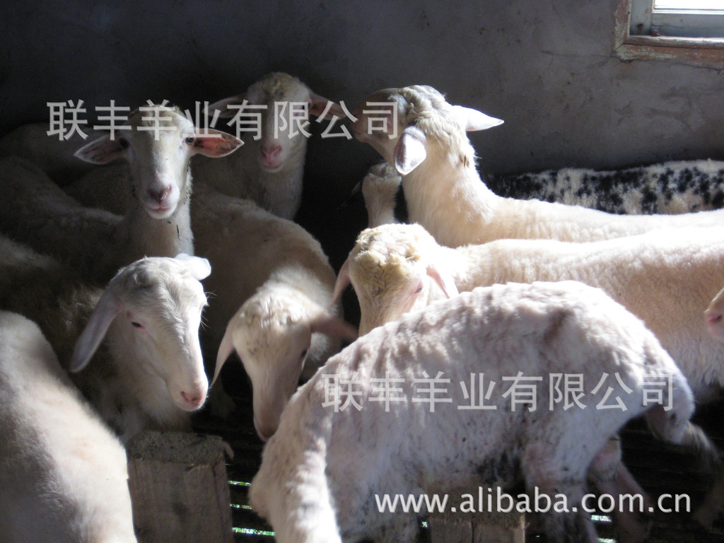 桐乡【优质湖羊种羊/羊羔】