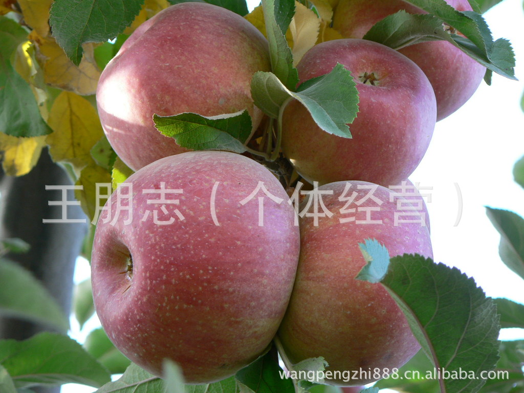 供应阿克苏 冰糖心苹果 超大个头优质果品批发团购基地直销脆甜