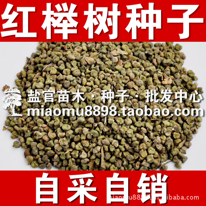正宗红榉树种子、榉树种子、榉树苗、一年生榉树苗、大规格榉树