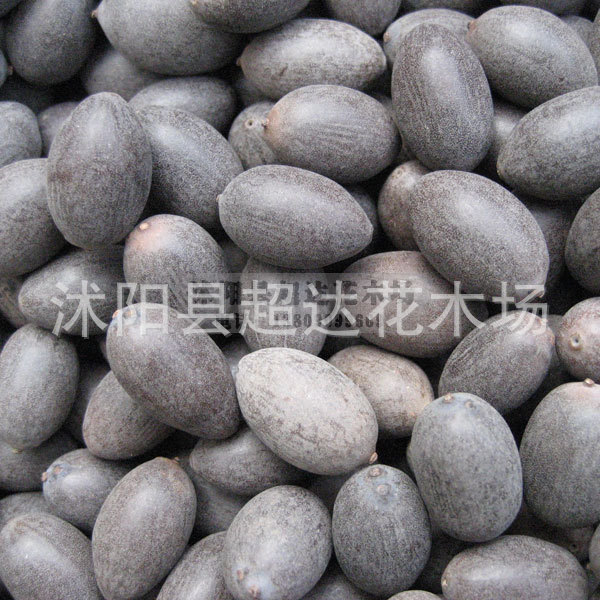 现货供应荷花种子【大促销】 碗莲种子莲花种子 另有各种优质种子