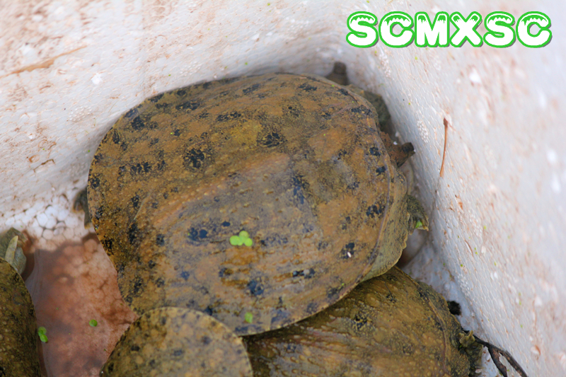 惊喜！！！最新供应推荐铭鑫水产精品中华鳖苗/100只可以起订！