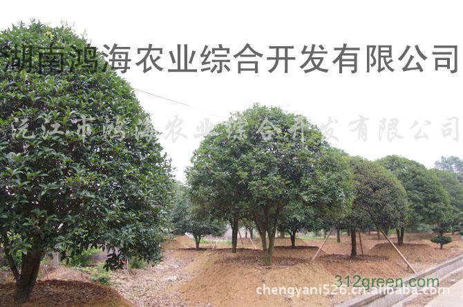 湖南益阳低价供应桂花树、金桂、丹桂、四季桂及苗木