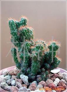 供应花卉苗木，仙人，虎头山==里有图