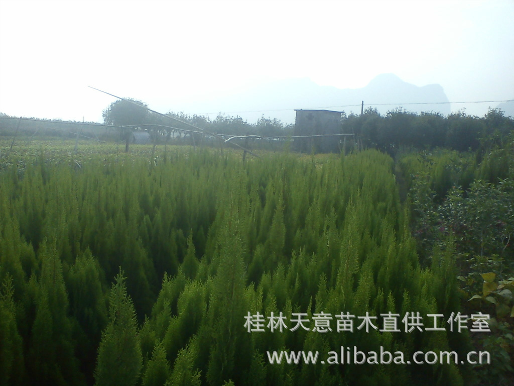 刺柏（塔松），柏松，一年苗，小苗等绿化苗木产地足量供应
