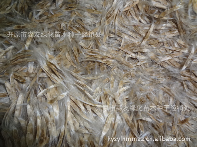 大量出售梧桐种子梧桐种子18041006667 种子 种子