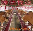 肉牛养殖技术 肉牛价格 西门塔尔牛 鲁西黄牛 牛犊