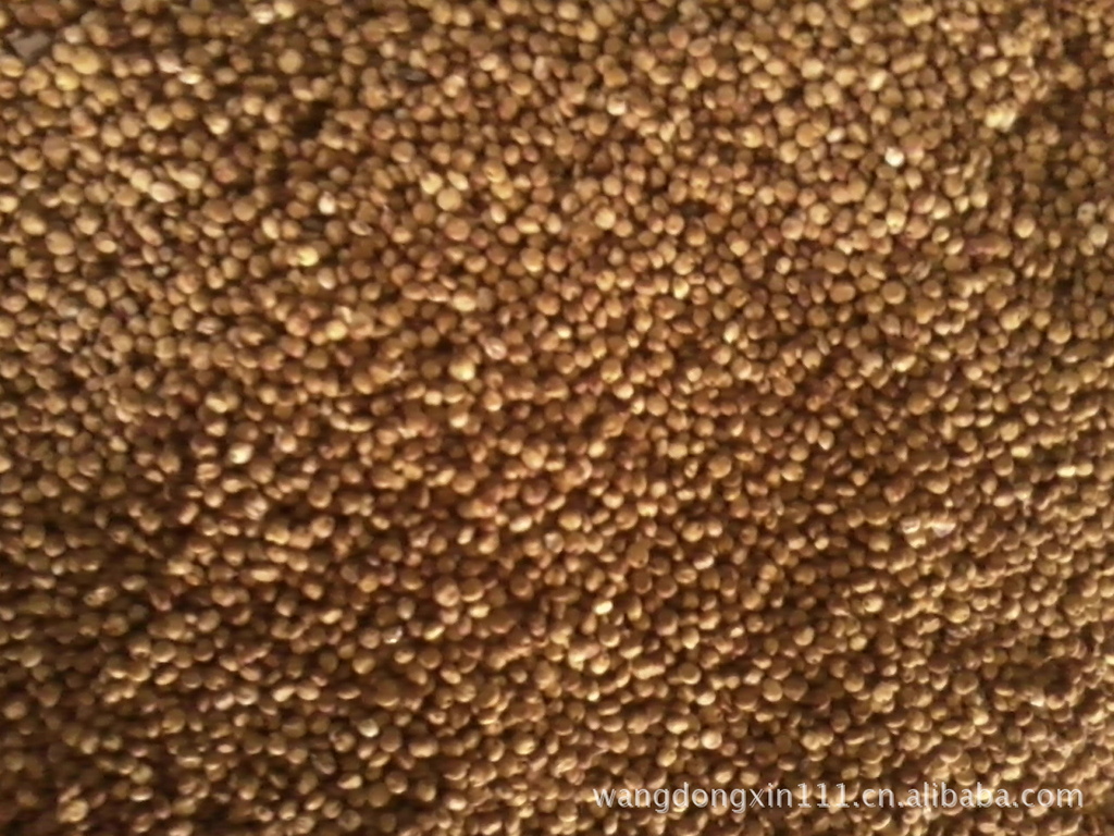 供应东北优质高粱/颗粒饱满/色泽纯正