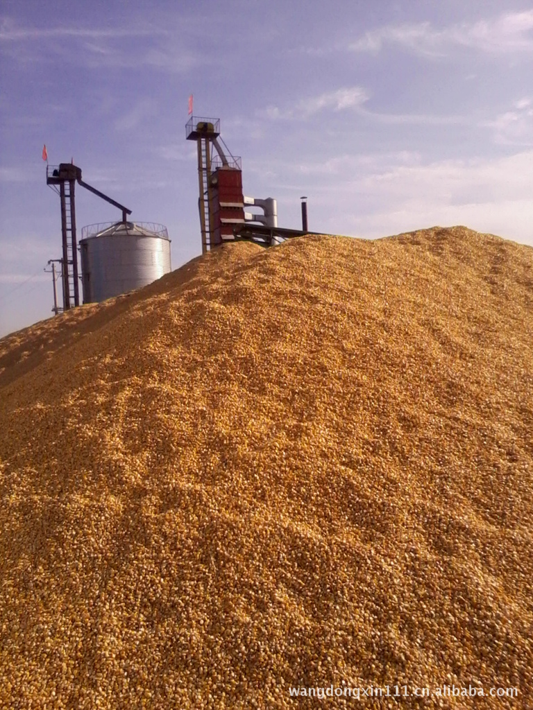 优质玉米/东北玉米/15水分以下烘干玉米