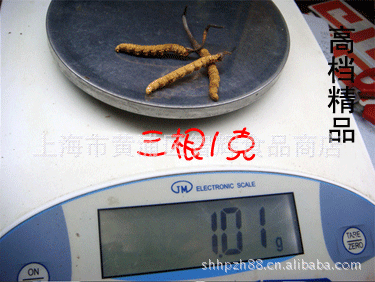 西藏那曲冬虫夏草【3根/克】6月新草，网上特批