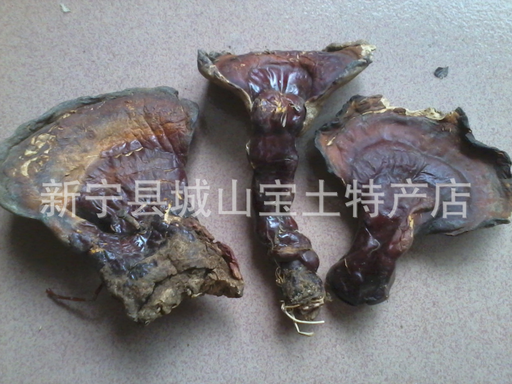 长白山野生灵芝 首先保健品