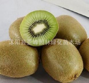 爬藤类果苗 被誉为维C之哑特猕猴桃苗 是无公害果品之一