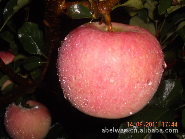 2012年新货 供应阿克苏寒富苹果 超大个头 优质果品 批发团购