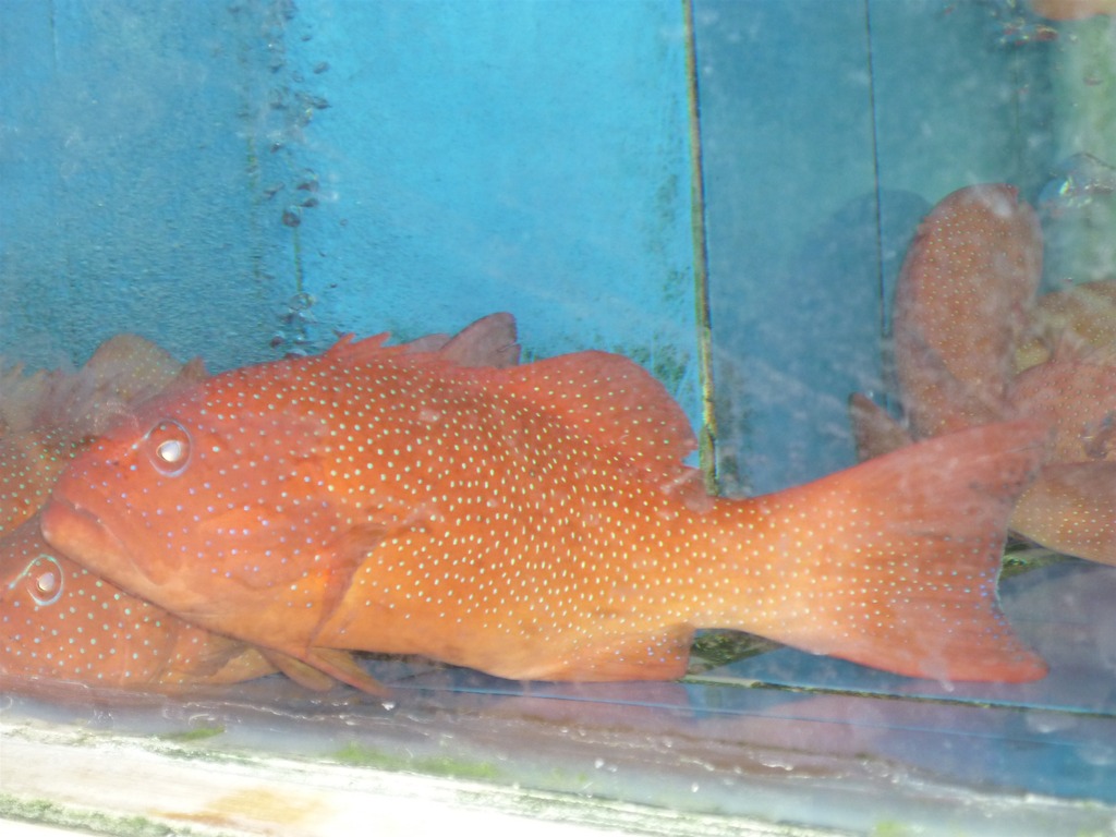 供应红东星斑，太星斑 承接酒店海鲜水产品饲养加工配送