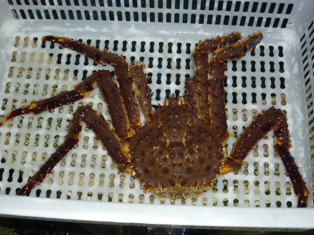 批发帝王蟹并承接酒店海鲜水产池制作，海鲜饲养加工配送