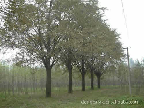 供应2~80公分银杏树，国槐、法桐、臭椿、石榴等等各种花卉苗木！