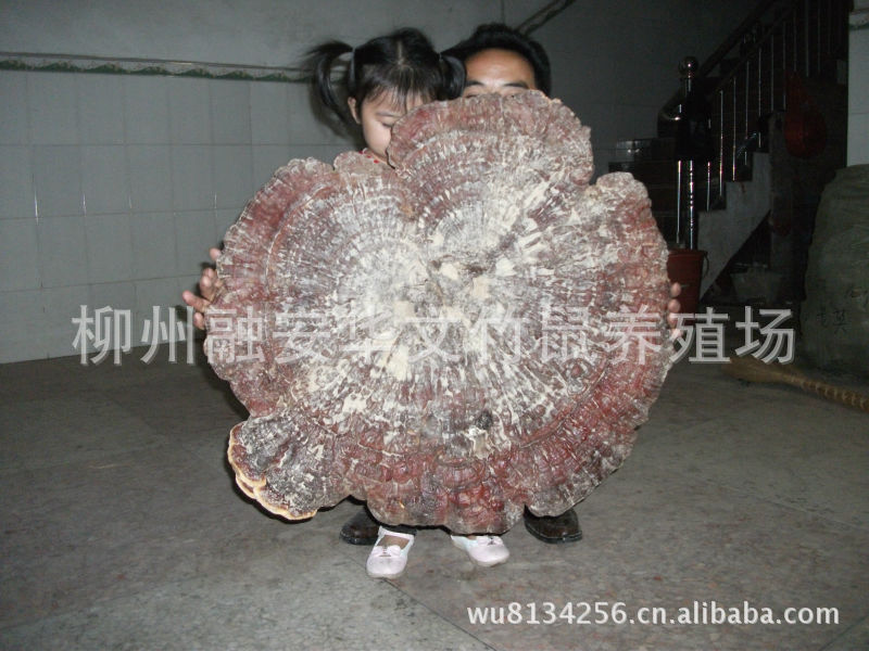 供应广西高山红灵芝王，产地供应灵芝王